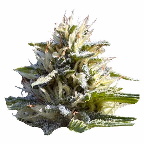 Weathered Islands Craft Cannabis - Sugar Diesel Auto Flower Feminized Seeds