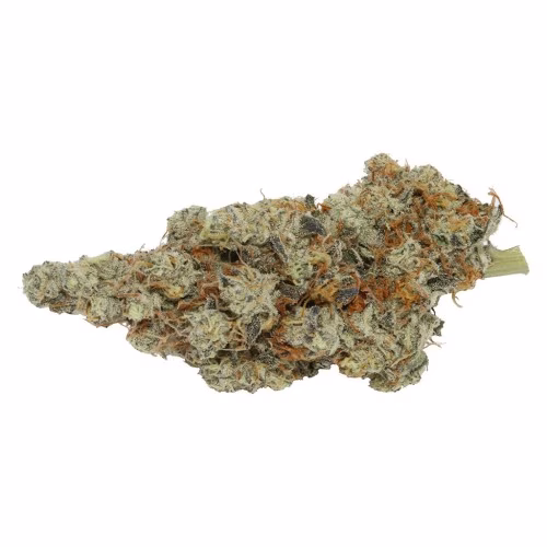 Carmel - Northern Tropic