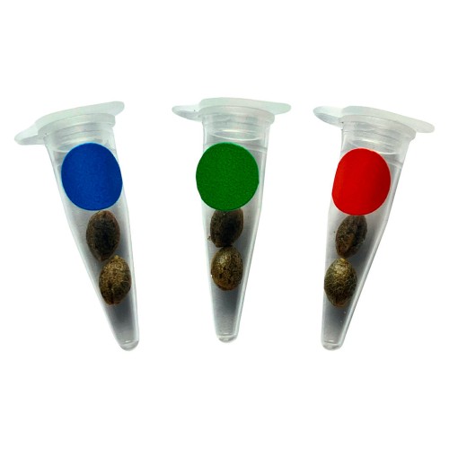 Crashed Out Cookies Multipack Seeds (Feminized)