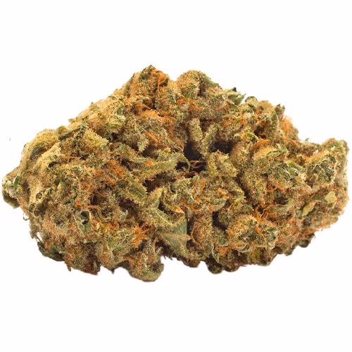 TWD. - Indica