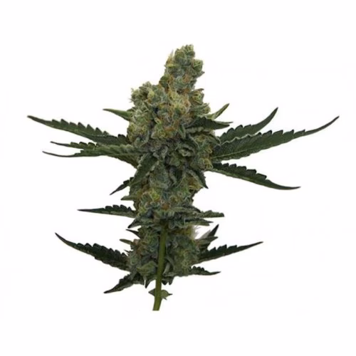 Royal High - Great White Shark