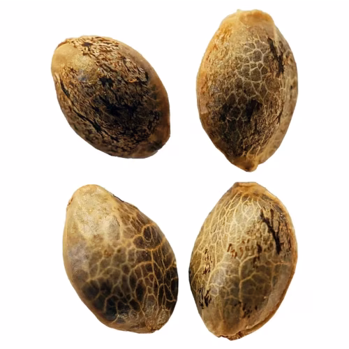 Weathered Islands Craft Cannabis - Durban Violette Feminized Seeds