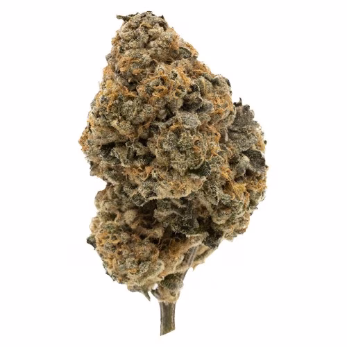FIGR - Kandy Cake - Dried Flower