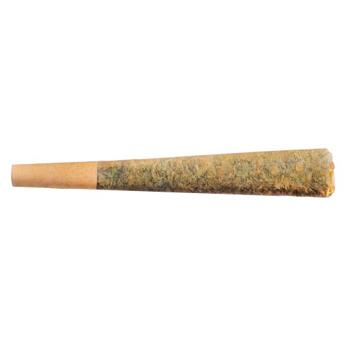 Fuego - Night Rider Indica