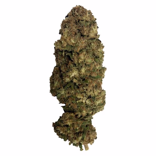 Argentia Gold - GGZ (Gorilla Zkittlez)