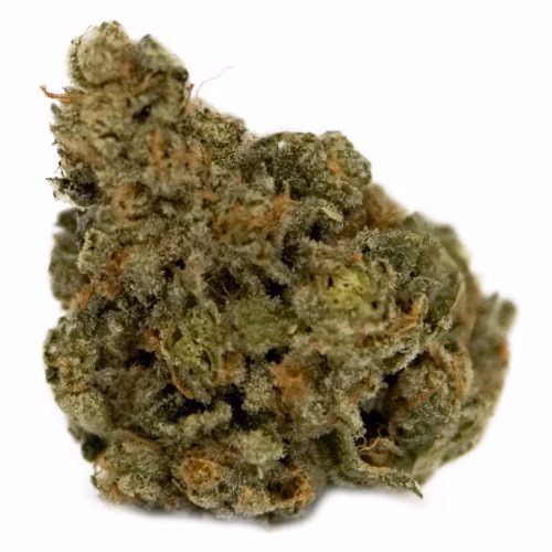 Master Kush