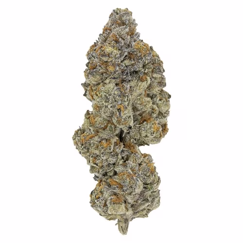 Pistol and Paris - LSO Collection: Blueberry Vendetta