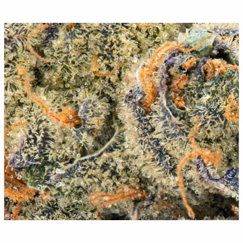 Edison - GMO Cookies