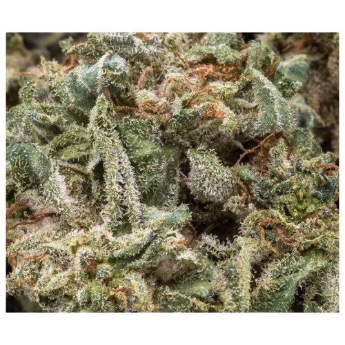 The Batch - One Ounce Hybrid