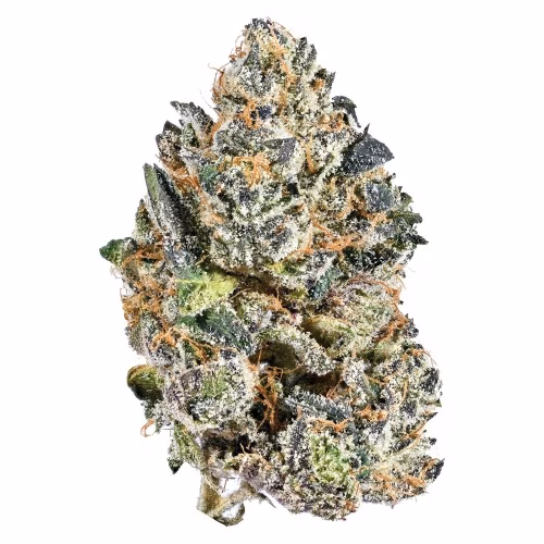 Nugz - Indica - Rotational Strain