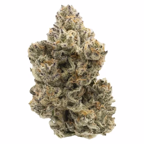 Northern Canna - Pineapple Bang