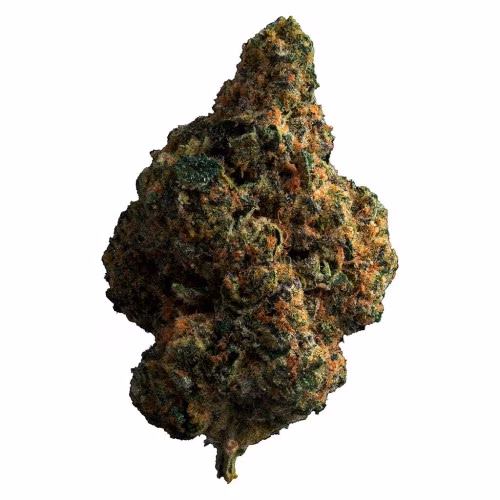 The Loud Plug - Tropicana Cookies