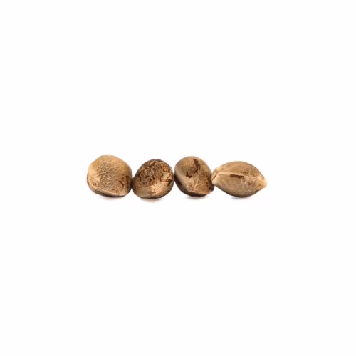 Tweed - Wilma Seeds