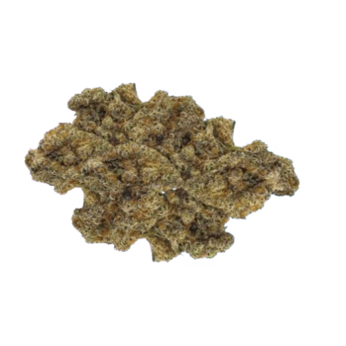 Violet Tourist - Superflower