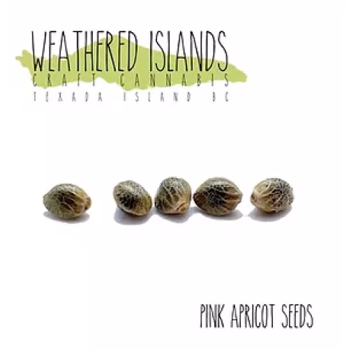 Weathered Islands Craft Cannabis - Pink Apricot seeds