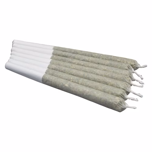 Neon Lotus Pre-Roll