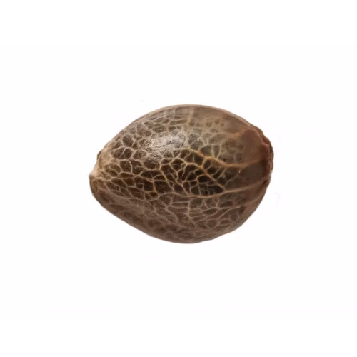 34 Street Seed Co - Chocolate Cake Seeds