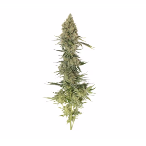 GreenSeal - Gorilla Berry