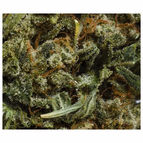 Original Stash - OS.Reserve Sativa
