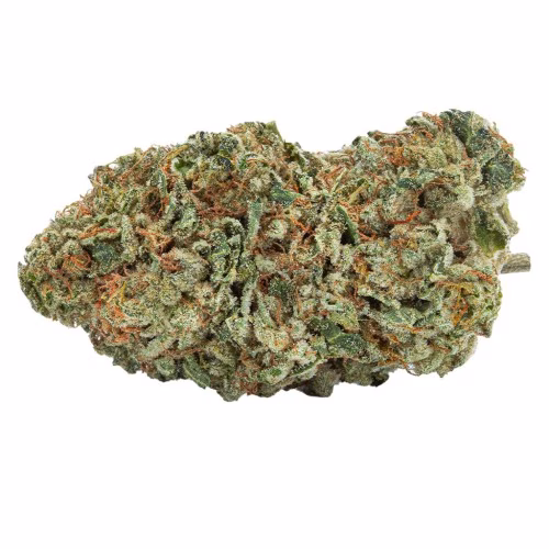 Highly Dutch Organic - Rotterdam Indica