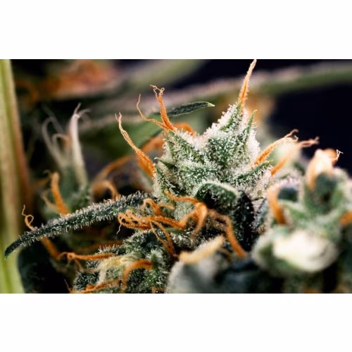 Simply Bare - BC Organic Blue Dream