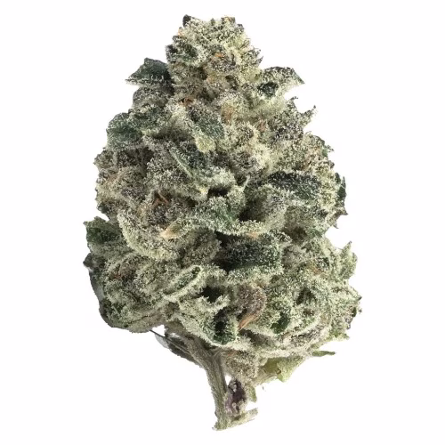 Tantalus Labs - Mai Tai x Zero Gravity