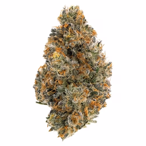 Northern Canna - Frosted Tiger Nuts