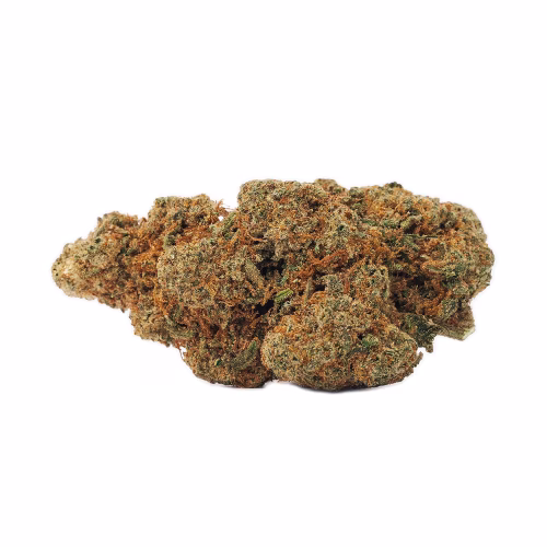 BOLD - Limited Cultivar