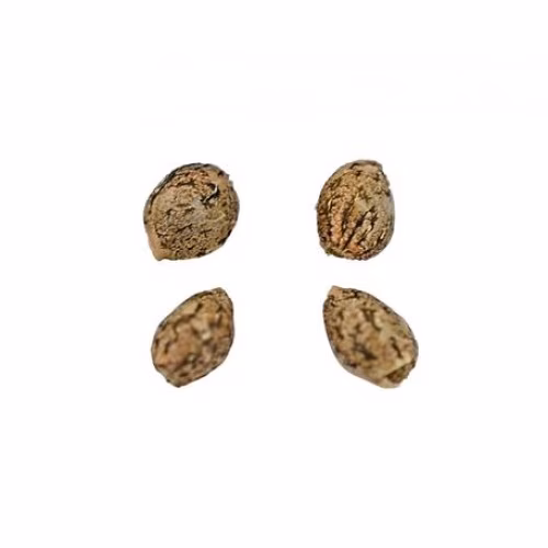 Weed Me - Chem Stallion Seeds