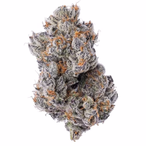 Coterie - Purple Zushi