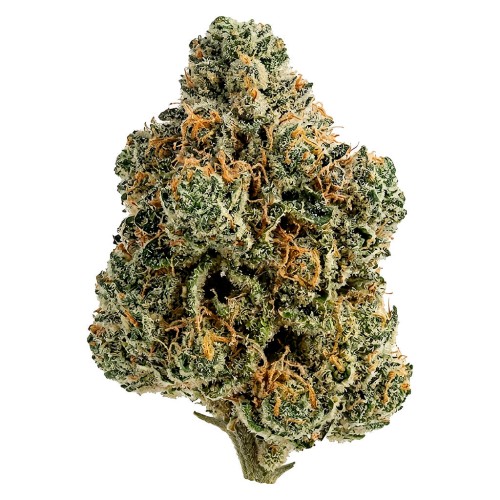 Breeders Stash - DEMON STORM 28.9% - 2.26% Terps