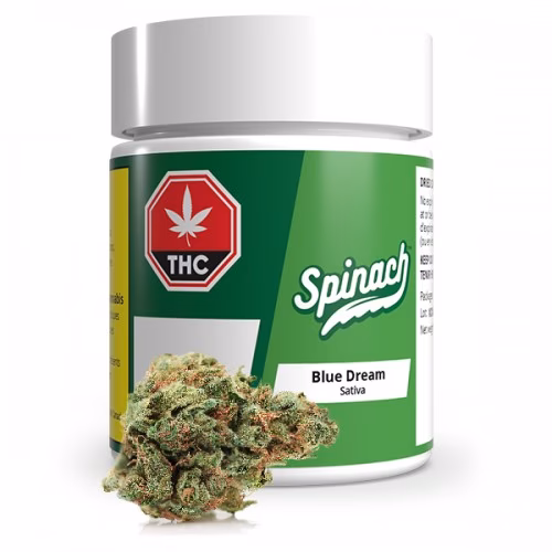 Spinach - Blue Dream