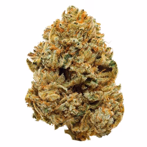 Aurora Drift - Alien Cake 3030