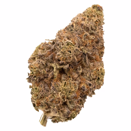 FIGR - Chatty Kathy - Dried Flower