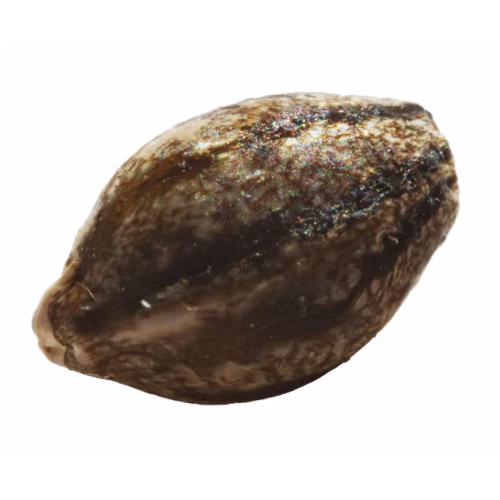 erbaceous - EVERE5T