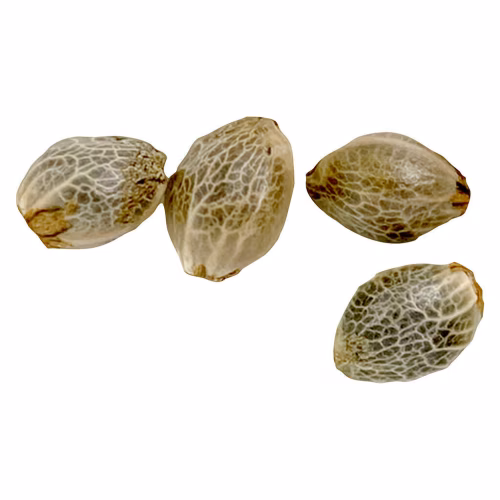 Weathered Islands Craft Cannabis - Sugar Diesel Auto Flower Feminized Seeds