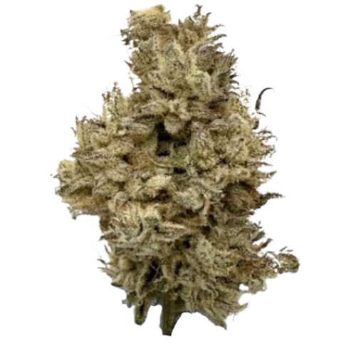 Camper Van Cannabis - Khalifa Mints