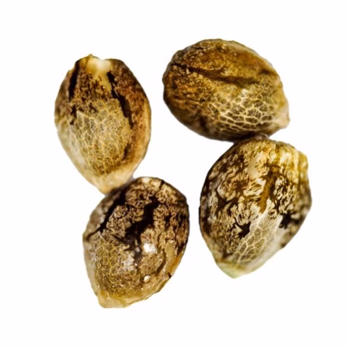 CRG Pharma - Wedding Cake Seeds (Feminized)