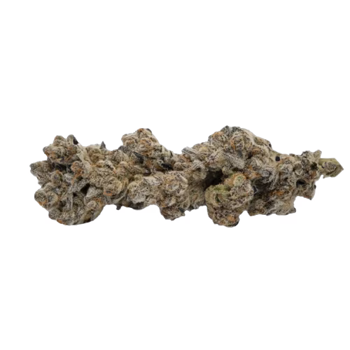 Koots Canna - Moon Burst