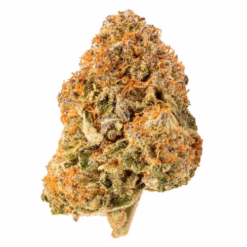 RIFF - Hell Cat 33 (Gelato)
