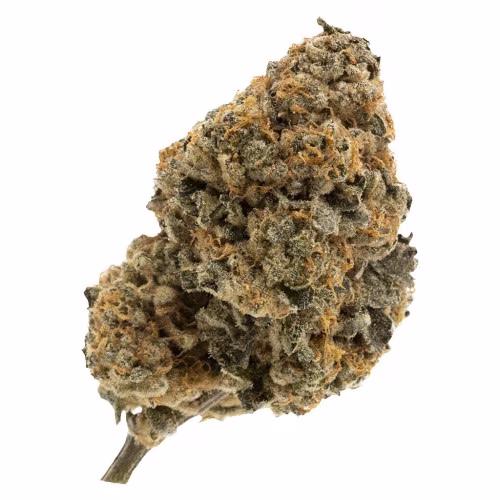 FIGR - Kandy Cake - Dried Flower