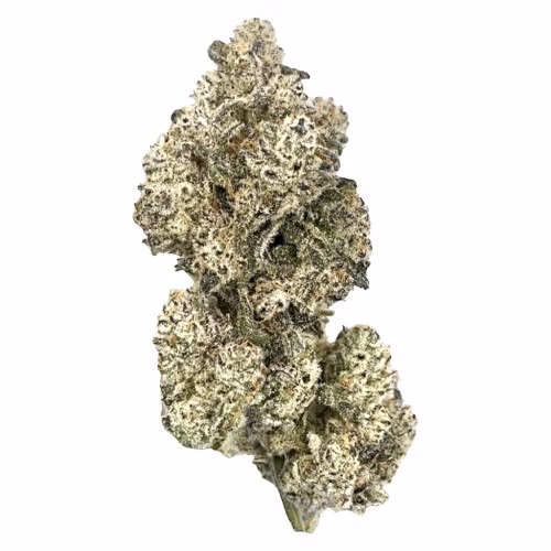 Royal Dive #5: Purple Zombie