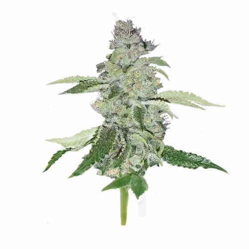 Ouest - Punchee Tarte (Legendary Larry OG)