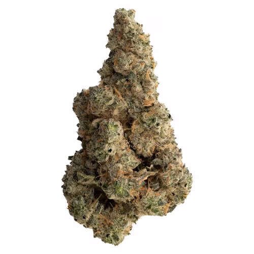 The Loud Plug - With Love From Scarborough