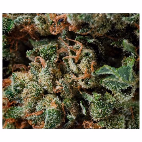 UP - Cold Creek Kush