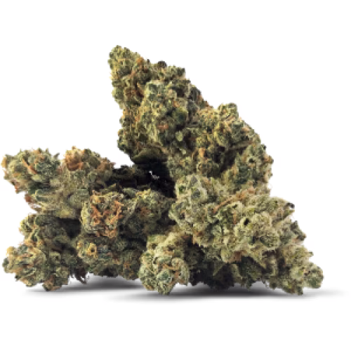 BC Black x Living Cannabis - Lemon Sugar Kush
