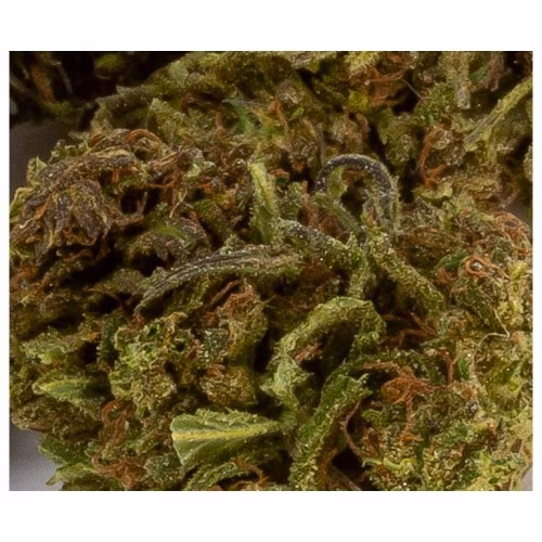 48 North - Francos Lemon Cheese