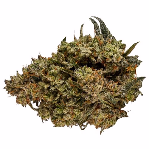 Orchid CBD - CBD Runtz