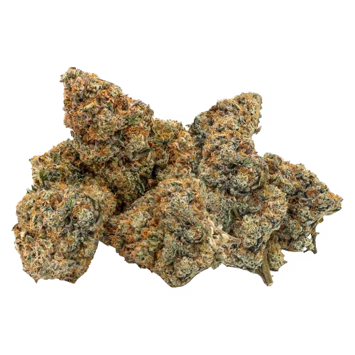 Northern Canna - East Coast Animal
