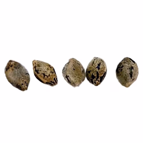 Weathered Islands Craft Cannabis - Pink Plum Seeds